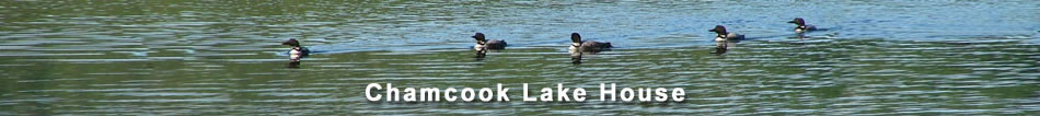 Loons at  St. Andrews Vacation Rental at Chamcook Lake, New Brunswick, Canada